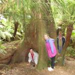 Malt Rest (Otway Park) - Rainforest walk